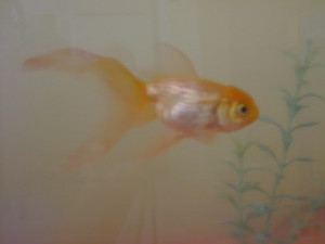 de aqui en adelante son los recien llegados