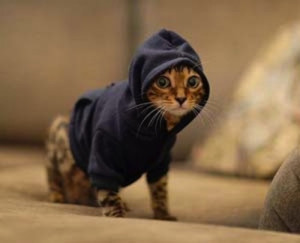 cat, clothes, cute, hood, hoodi, kitty