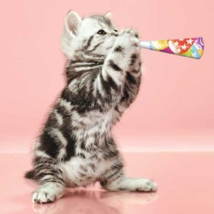 Cute Animal Cat/Kitten Party Horn HAPPY BIRTHDAY Greeting Card Funny ...