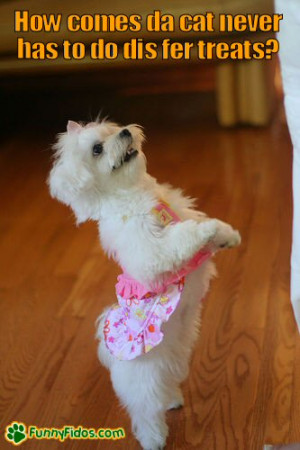 Dancing Cute Pictures Quotes Dog