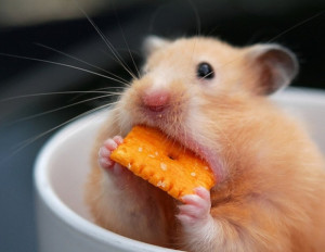 Cute Hamster Eating a Cheez-It