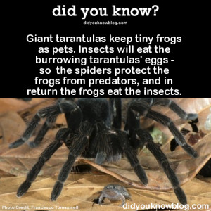pets. Facts funny meme quote Spiders protect the frogs from predators ...