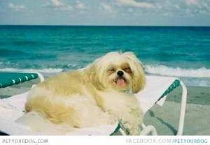 Tan Shih Tzu in the beach