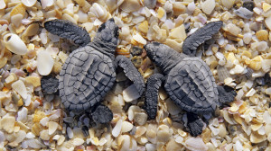 Couple Anamils Sea Animal Turtle Resolution HD Wallpaper