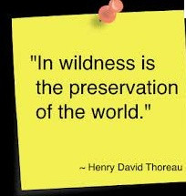 Rainforest quote Henry David Thoreau