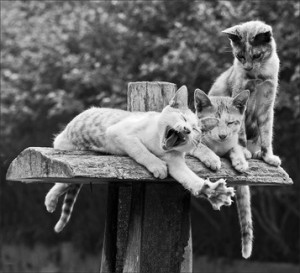 Funny Animation: Simons Cat in Double Trouble