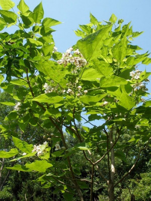 Catalpa Indian Bean Tree