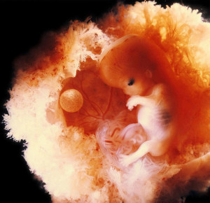 从人工受精到胎儿发育全过程 怀孕7周时隐约可见 ...
