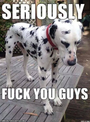 Halloween Dalmatian | Funny Pictures and Quotes