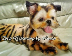 Dog Grooming By Anais