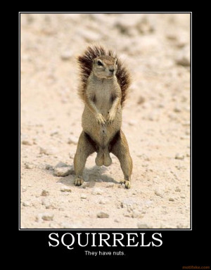 SQUIRRELS - They have nuts. demotivational poster
