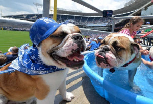 ... Bulldogs, Kansas Cities, Kc Bulldogs, Cities Royal, Heart Melted