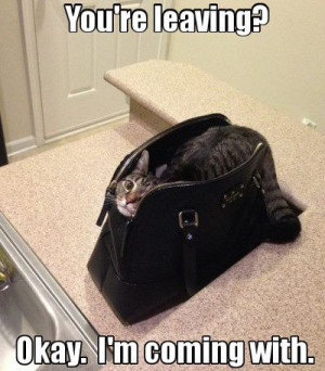 Funny cat in a bag