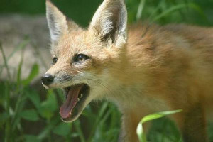 Red Fox Animal Quotes