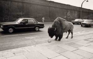 Fay Godwin | Bison at Chalk Farm: White Magic, Photography Exams ...