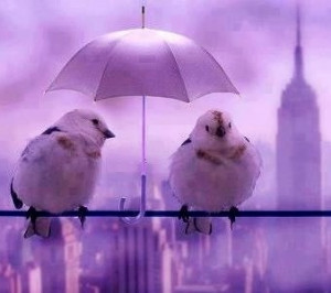 Cute birds under umbrella share cute things at www.sharecute.com