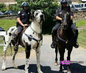 Big Dog Vs Horse: Size Does Matter