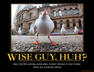 wise guy huh tags seagulls blues brothers quote rating 4