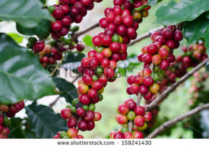 Thank The Coffee Bean Tree