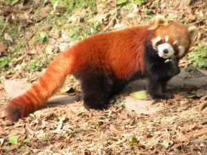 why are red pandas endangered