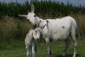 cute baby donkeys