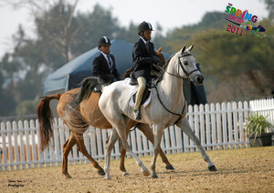 Arabian Endurance Horses