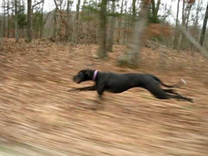 dane tail rowan and max great dane and 4 week old kitten great dane ...