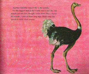 What Makes a bird A BIRD?, Illustrated by Leonard Weisgard