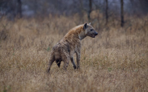 Hyena Giving Birth