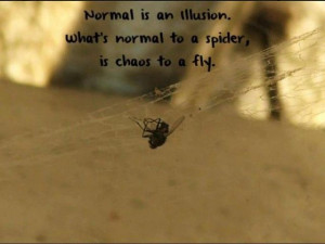 Normal-is-an-illusion-what-is-normal-to-a-spider-is..-640x480.jpg (640 ...