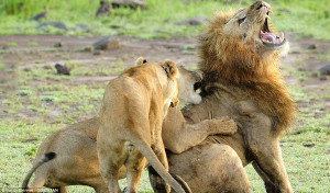 Epic Fight between Lion & Lioness