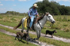 Looks like a Florida Cracker Cur