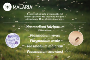 On World Malaria Day, we look at the disease in numbers in an ...