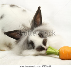 Rabbit Eats Carrot Stock Photo Image