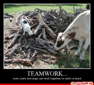 ... Teamwork, Even Cows And Dogs Can Work Together To Catch A Lizard