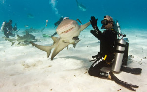 shark gives a diver a high-five. Eli Martinez was interacting with ...