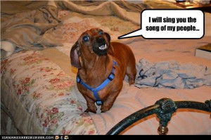 funny dachshund pictures | … dachshund – Loldogs n Cute Puppies ...
