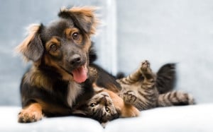 Home - Wallpapers / Photographs - Animals - Dog and kitten