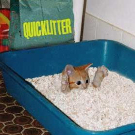 morphed pets animals basket bird brown cat cats dog eyes