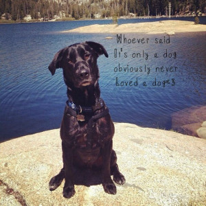 Black lab, dog quotes