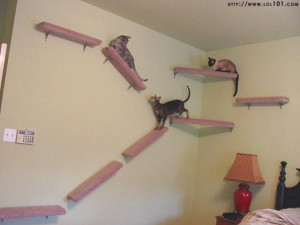 Indoor Cat Walks Walls