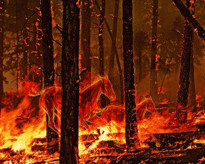 natural disasters forest fires