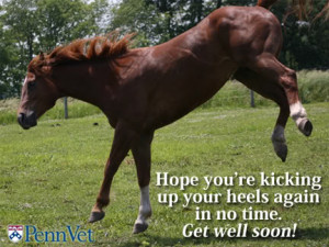 Funny Knee Surgery Get Well Cards