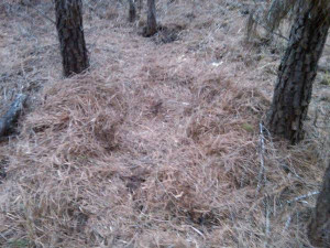 Thread: Tips for finding hogs