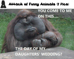 Attack of Funny Animals ( 7 Pics )