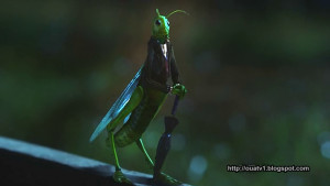Jiminy Cricket | Archie Hopper