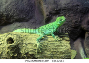 Basiliscus Plumifrons Green