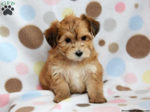 Yorkie Bichon Puppies Yorkie-chon puppies for sale