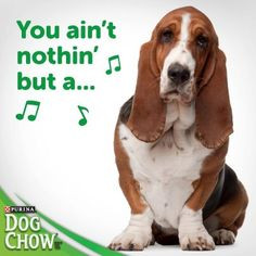 Funny Basset Hound Sayings A hound dog... sing it :). pinned from ...