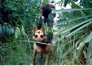 Military War Dogs of Vietnam